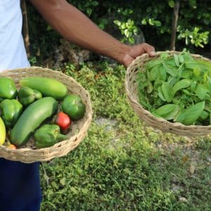 | WhatsApp Image 2020 09 14 at 9.49.19 AM Fundation Green Apple